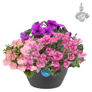 Bild von Hp27 mono.mix Petunia Dekko mix2